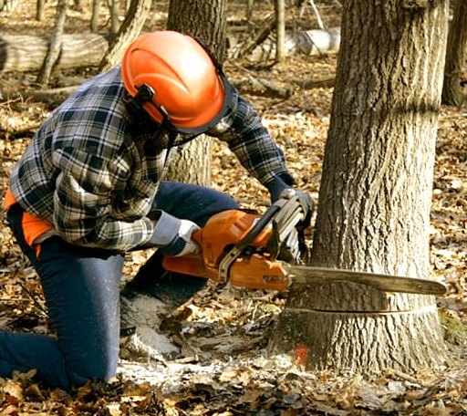 Tree Removal in Harper, KS